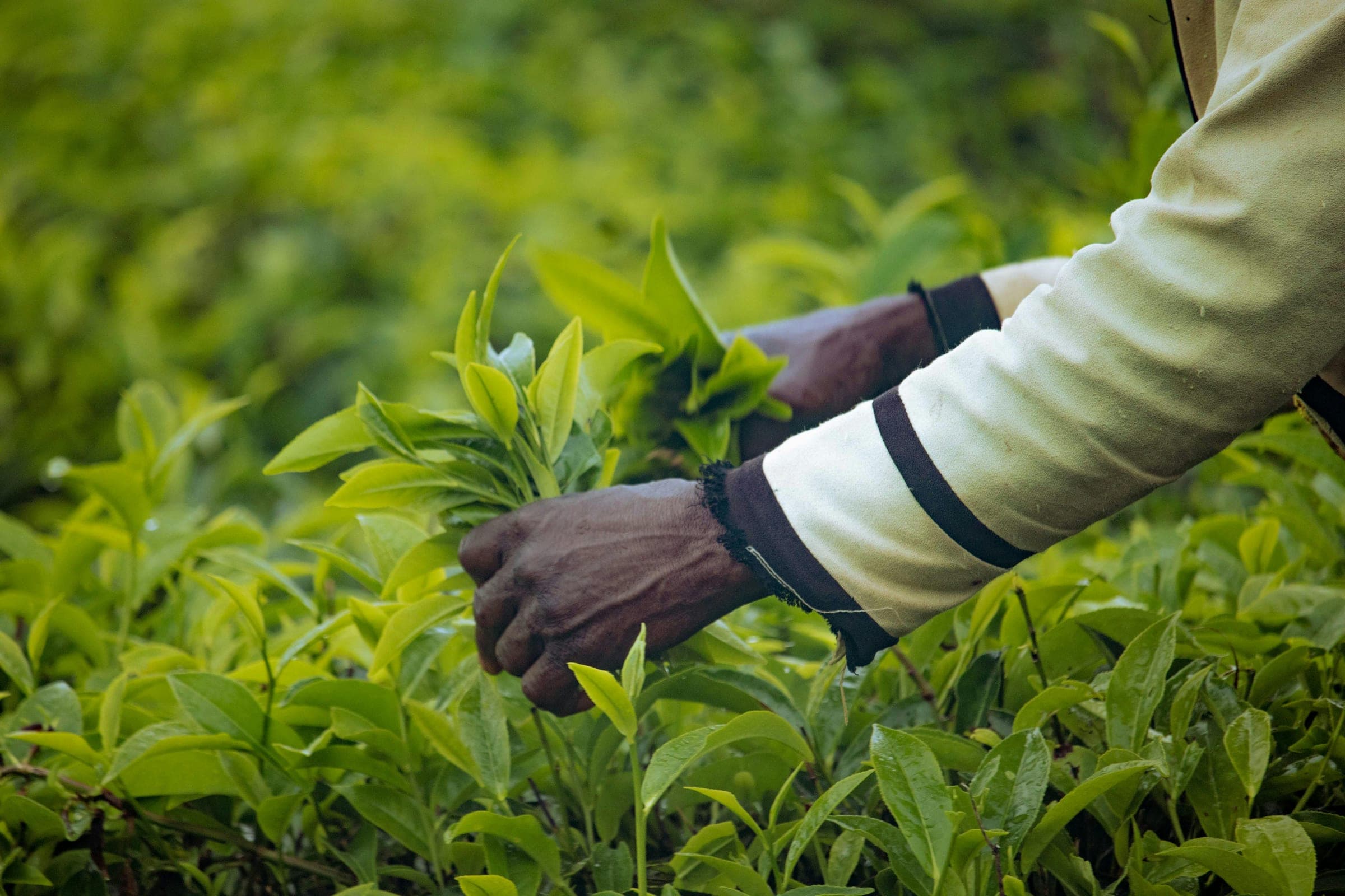 Agroforesterie et agriculture durable